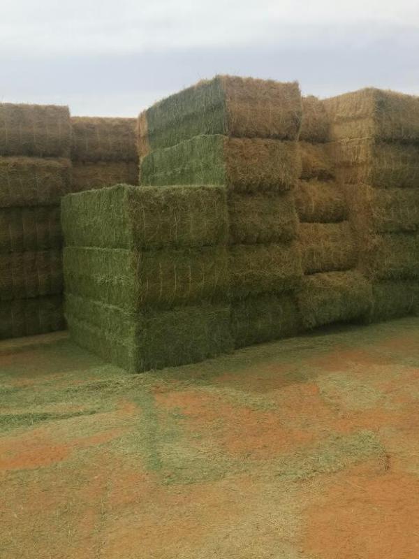  Principalement La Luzerne - aliments pour animaux vente en grande quantit&eacute; de luzerne s&eacute;ch&eacute;e en bottes et en granul&eacute;s. emballage selon la demande du client. les clients &agrave; long terme sont les bienvenus. qualit&eacute; garantie. produites dans le sahara alg&eacute;rien. 