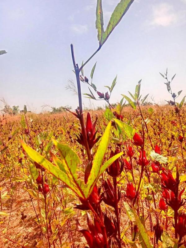  Vente Sésame, Bissap Vimto Et Arachides - fruits et légumes  nous sommes une entreprise bas&eacute; au s&eacute;n&eacute;gal qui &oelig;uvre dans la production et vente de produits agricoles comme bissap s&eacute;same et arachides nous cherchons des partenaires pour une collaboration sur la production et/ou sur la commercialisation au niveau l'eur