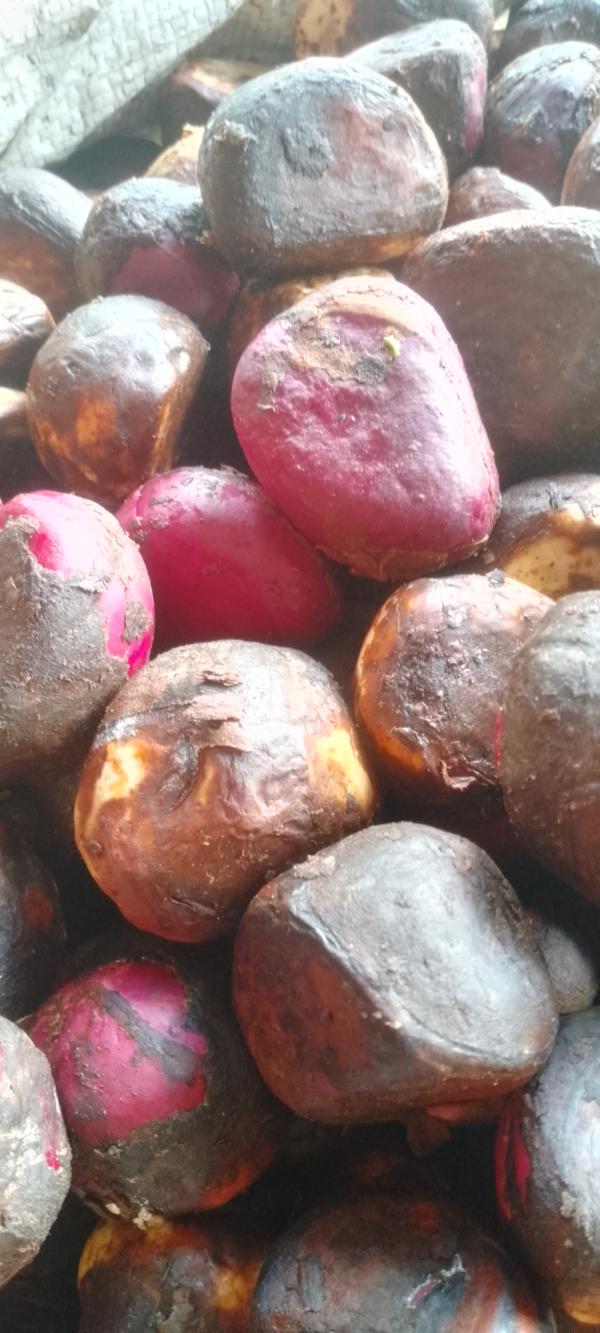  Noix De Cola De Madagascar - autres  je viens de madagascar et j'ai 26ans. je suis dans cette site pour chercher des clients pour mes colas je dispose des milliers de colas qui se soit frais s&egrave;ches et des petits colas. si vous besoins des colas n'h&eacute;site pas de m'appeler. merci !