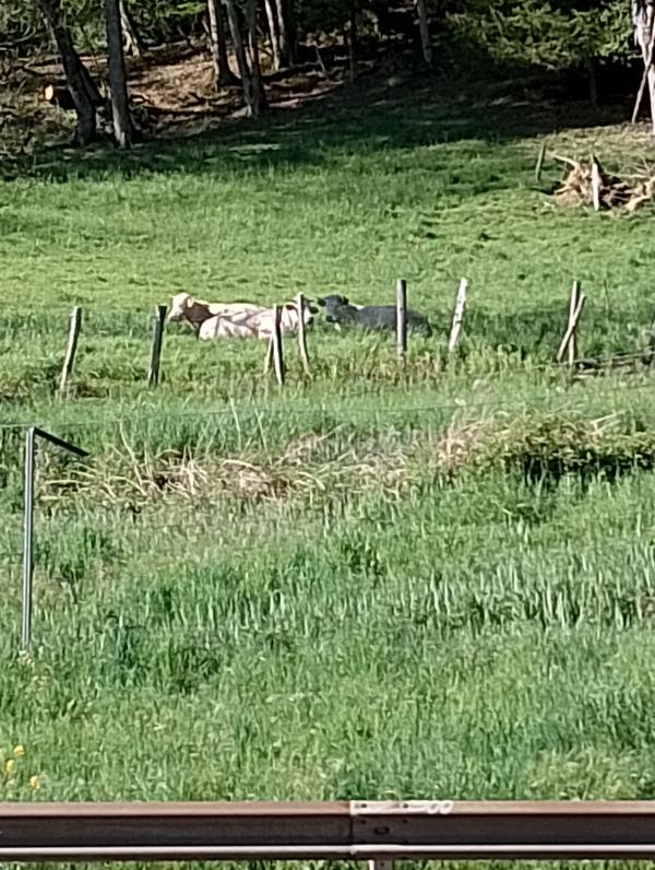  Cherche Angus Limousin Maroc - animaux vivants cherche partenaire fournisseur de.viande a race vivante maroc angus limousin galice dans la r&eacute;gion mekn&egrave;s 