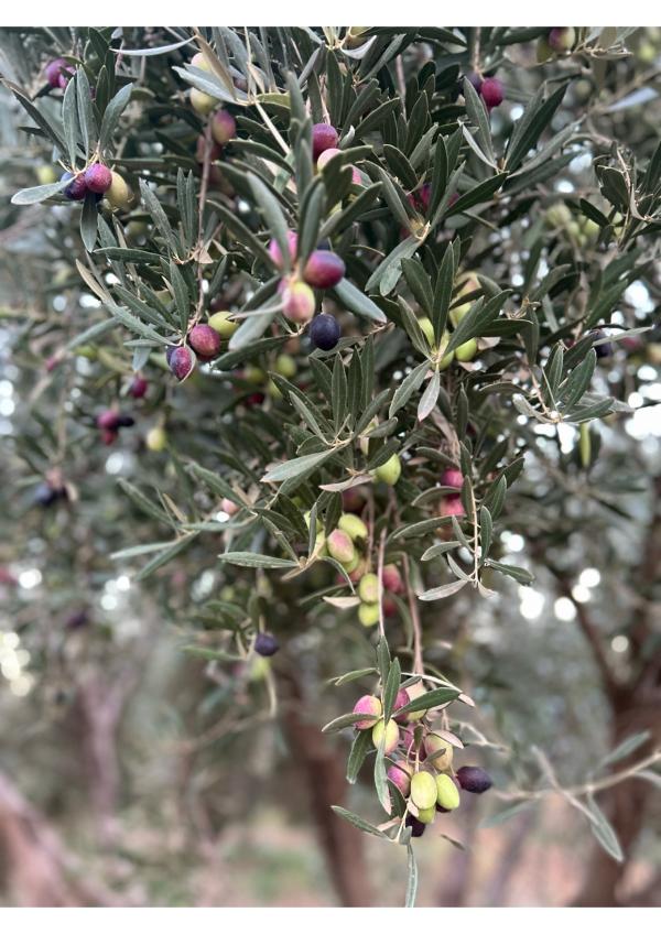  Huile D'olive Picholine Extra Vierge - huiles vente en olives ou en huile d'olives extra vierge taux d'acidit&eacute; 0 3 volume 60 tonnes vari&eacute;t&eacute; picholine marocaine & lanquedoc visite possible du domaine et degustation 