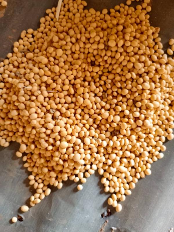  Nouvelle Saison- Soja Très Bon Prix - céréales  votre partenaire de confiance entre l'afrique et l'asie vous propose une opportunit&eacute; unique d'approvisionnement en soja conventionnel de premi&egrave;re qualit&eacute; directement issu de nos plantations togolaises. caract&eacute;ristiques du produit type soja conventionnel origine togo