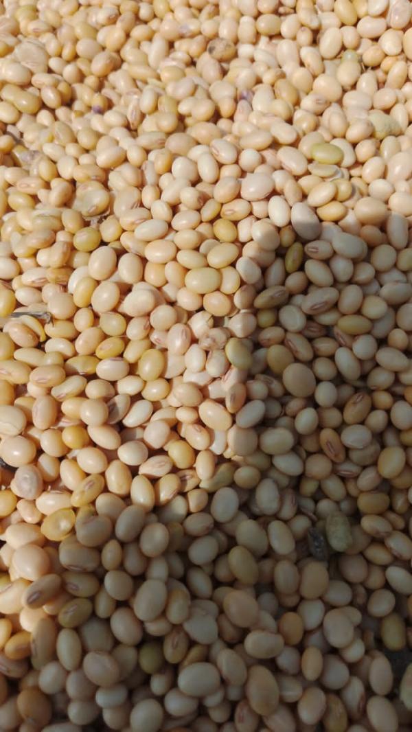  Recherche Acheteur De Soja Blanc Et Maïs - céréales c'est la nouvelle campagne commerciale du soja blanc le maïs jaune et du sorgho nous sommes fournisseur du maïs jaune et du soja blanc nous recherchons des partenaires acheteurs de nos diff&eacute;rents produits &agrave; savoir le maïs jaune le soja blanc et le sorgho vous pouvez signer un
