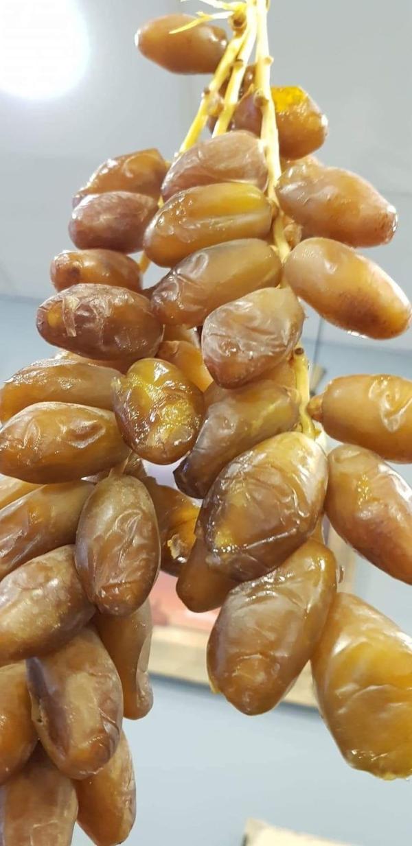  Exportateur Dattes - fruits secs et graines grillées nous sommes exportateur de dattes d'alg&eacute;rie seulement la deglet nour nos bureaux sont a oran nous contacter si int&eacute;ress&eacute; 