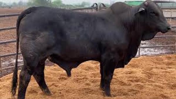  Cherche Bovin D'abattage - animaux vivants je recherche des bovins d'abattage d'origine br&eacute;sil quantit&eacute; 1600 tete race f1--poids de 500kg jusqu'&agrave;  600 kg--