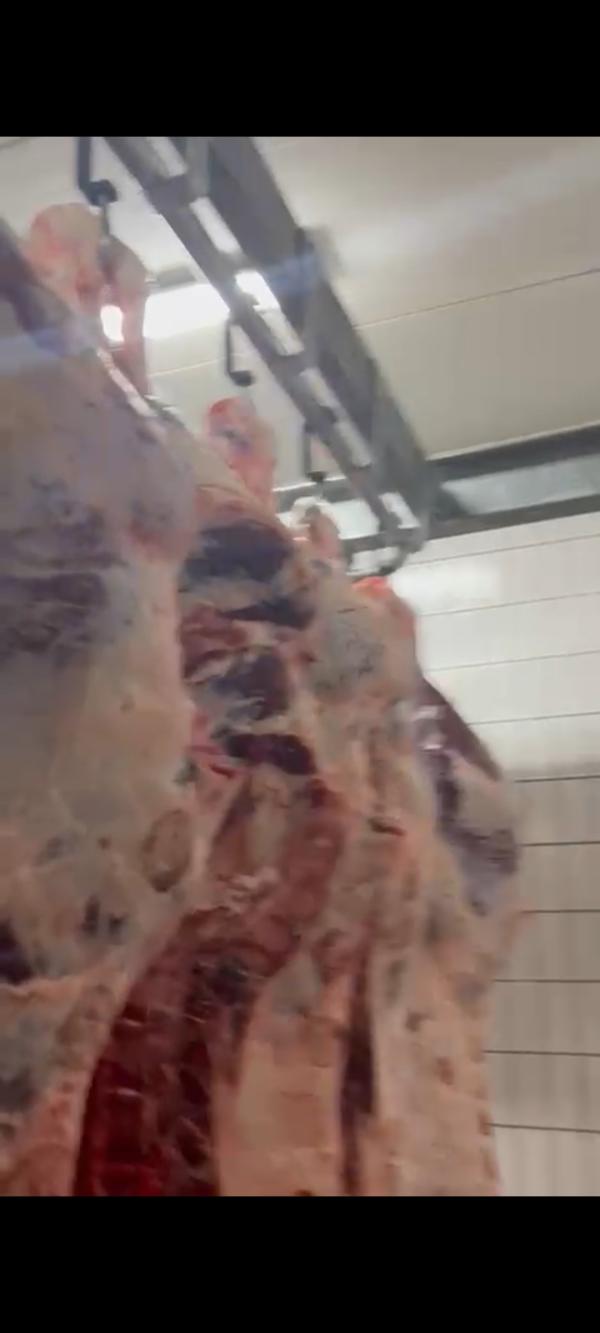  Boeuf Anglais Polonais - viandes et oeufs cherche distributeur pour vente de boeuf anglais halal certifié par hmc,  en carcasse toute catégorie,  par camoin,  prix départ abattoir. ex work