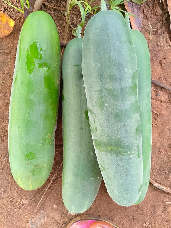  Concombre Très Très Bio - fruits et légumes je vends des concombres aux consommateurs et aux grossistes. je cherche les clients actuellement. je suis au togo plus pr&eacute;cis&eacute;ment &agrave; lom&eacute;. 