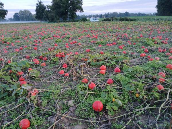  Potimarron Butternut Muscade Bio - fruits et légumes  plusieurs tonnes de potimarron et buttenut bio disponible dans le 01 &agrave; 0.80 le kg. prix rendu dans toute la france. caisse bois 13 et 15kg ou big bag. aumerci