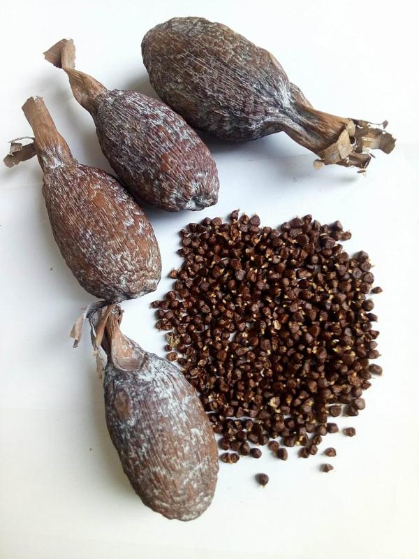  Grains Médicinales - autres il s'agit de grains utilis&eacute; souvent comme &eacute;pices dans les cuisine africaines mais aussi tr&egrave;s demand&eacute;e dans le milieu pharmaceutique on le designe par le nom noix de nichelle ou piment alligator 