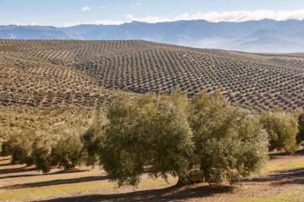  Huiles D olive Extra Vierge Marocaine - huiles huile d olive extra vierge de marrakech &eacute;l&eacute;gante pure et raffin&eacute;e au caract&egrave;re d exception unique