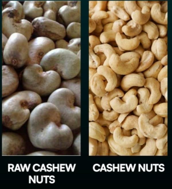  Recherche Acheteurs Noix De Cajou Brute - fruits secs et graines grillées  &agrave; tous noix de cajou disponibles en quantit&eacute; industrielle nous pouvons fournir 1000 tonnes par mois