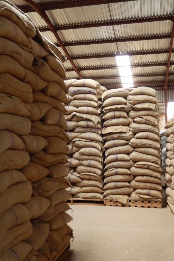  Cocoa Beans Available In Huge Quantities - roasted seeds and nuts  we have a large quantity of excellent quality main crop cocoa beans -- we are suppliers and looking for capable buyers.----price - 3.500fcfa / kg-- -- packaging - 50 kg jute bags-- quantity available - 10, 000 tons-- quality and physical specifications ----fermentation - fully fermented and thorough