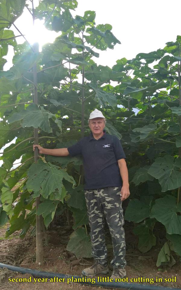  J'ai Des Plants De Paulownia Âgés D'un An. - matiere vegetale j'ai des plants de paulownia &acirc;g&eacute;s d'un an. cette saison j'en ai plusieurs milliers.. il s'agit des vari&eacute;t&eacute;s shantong ou z07 un hybride r&eacute;sistant au gel et &agrave; croissance rapide. ce ne sont pas des vari&eacute;t&eacute;s soup&ccedil;onn&eacute;es d'etre enva