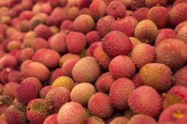  Litchis Bio De Madagascar Livraison France - fruits et légumes je propose du litchi bio certifi&eacute; ecocert,  origine madagascar (r&eacute;gion atsinanana),  disponible &agrave; la vente pour livraison en france en 2 &agrave; 3 jours via avion cargo. nous le vendons &eacute;galement au prix fob ( hors assurance et fret) ,  r&eacute;ception a&eacute;roport d'an