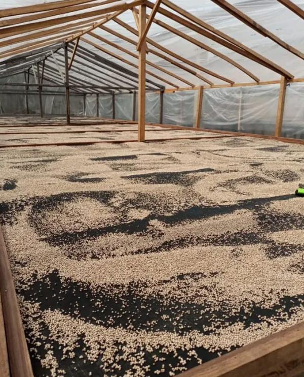  Vente De Poivre De Penja - épices aromates le sol volcanique de penja,  riche en min&eacute;raux,  conf&egrave;re au poivre des caract&eacute;ristiques gustatives incomparables. le climat &eacute;quatorial humide et les m&eacute;thodes de culture traditionnelles contribuent &agrave; son go&ucirc;t distinctif.--depuis 2013,  le poivre de penja b