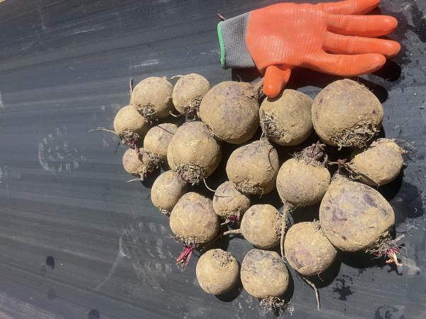  Betteraves Rouges Crues - fruits et légumes producteur de betteraves rouges crues en picardie ,  nous exp&eacute;dions des betteraves rouges en big bag calibre >40mm sur toute la france ,  nous pouvons nous occuper du transport qui vous sera factur&eacute;. vari&eacute;t&eacute; de betteraves bettollo avec taux de sucre interessant et bonne con