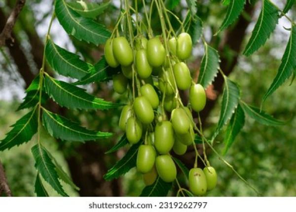  Recherche Fournisseur De Neem Au Niger - semence graine plant nous sommes un laboratoire d analyses m&eacute;dicales et de recherche sur les plantes m&eacute;dicinales. dans le cadre du d&eacute;veloppement de nos travaux nous recherchons un fournisseur fiable bas&eacute; au niger pour l approvisionnement r&eacute;gulier en neem (azadirachta indica) plante