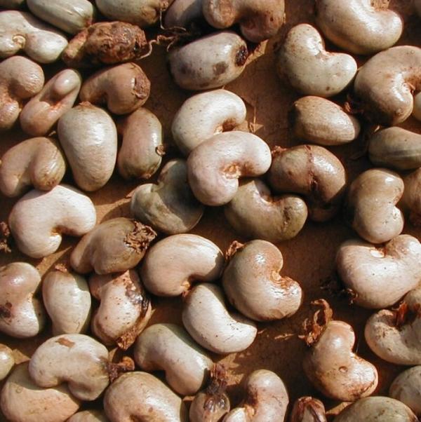  Démarcheur Local Pour Noix De Cajou - fruits secs et graines grillées  je suis bas&eacute; au togo et je travaille comme agent d’achat / d&eacute;marcheur local dans la fili&egrave;re noix de cajou. je ne suis pas une entreprise mais j’ai un acc&egrave;s direct aux producteurs et je peux mobiliser des quantit&eacute;s selon la demande. je cherche un partenair