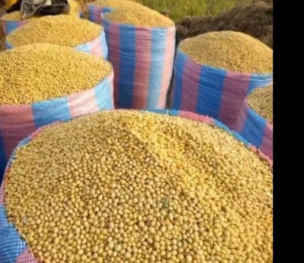  Recherche De Partenaire D’achat Du Soja - fruits secs et graines grillées  je me pr&eacute;sente je suis un agent ind&eacute;pendant bas&eacute; au togo proche des zones rurales où se trouvent plusieurs producteurs de noix de cajou et de soja. je recherche un partenaire s&eacute;rieux (grossiste exportateur ou acheteur industriel) souhaitant &eacute;tablir une