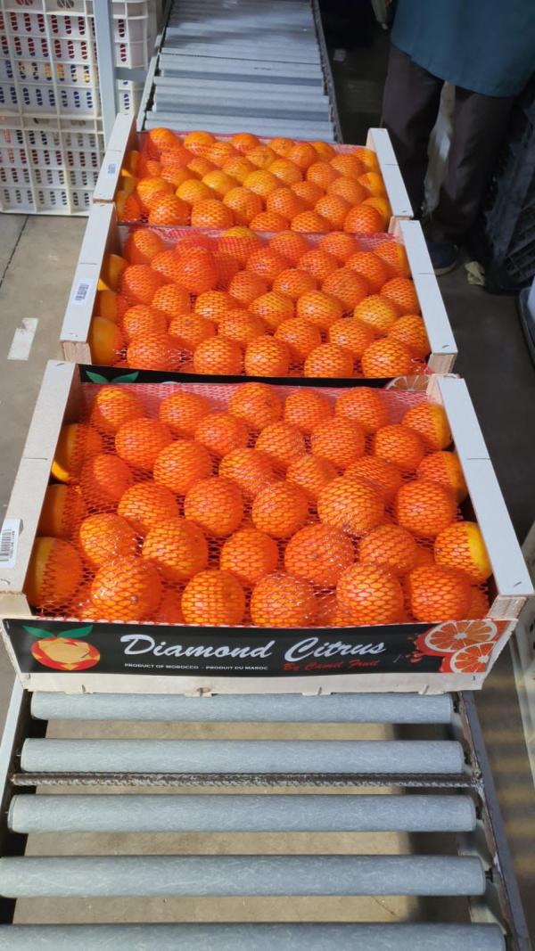  Clémentines - fruits et légumes vends cl&eacute;mentines du maroc ( agadir) par container ou camion complet possibilit&eacute; caisses en bois ou plastique. 