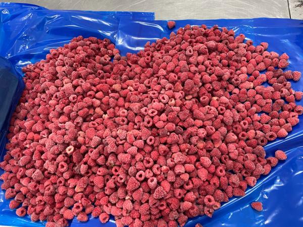  Framboise Surgelee Vendre - fruits et légumes  ch&egrave;re client nous avons honneur pour vous annonces que les framboise surgelee 90/10 et framboise broken est disponibles avec les quantites 100 tonnes au mois du novembre / 250 tonnes decembre / janvier. 500 tonnes / fevrier. 500 tonnes /mars. 500 tonnes / avril 500 tonnes mode