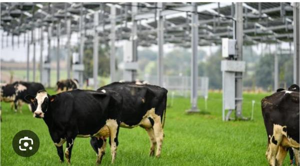  Partenariat Gagnant-gagnant - autres salut je suis une investisseurs stranger nouvellement installer en algerie qui souhaite se lanc&eacute; dans l'agriculture et dans l'&eacute;levage bovin je souhaite etre en contact avec un personnel qui a de l'experience dans le domaine pour mettre sur pied se projet dans un partenariat du code pen