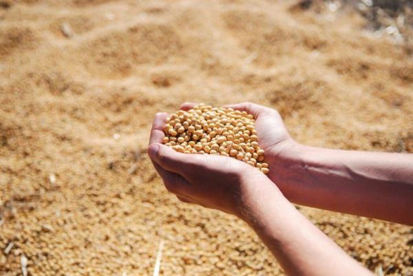  Soybean Meal For Sale - feed we offer high-quality soybean meal,  suitable for the production of poultry,  cattle,  pig,  and fish feed.--our product is made from 100% natural,  non-gmo soybeans,  ensuring consistent quality for all industrial feed applications.----available quantity- more than 200 metric tons available on a regular 