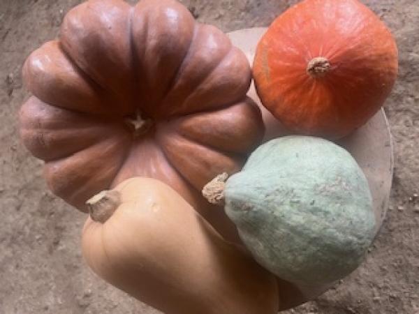  Vente Courges Musquées,butternuts,potimarrons - fruits et légumes nous sommes une famille productrice de cucurbitac&eacute;es nous avons ainsi 150 tonnes de courges 200 tonnes de butternuts et environ 50 tonnes de potimarrons. nos entreprises sont certifi&eacute;es global gap nous poss&eacute;dons &eacute;galement des analyses de nos produits afin de certifier 
