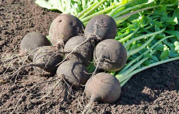  Radis Noirs Bio - fruits et légumes  j’ai une excellente r&eacute;colte de radis noirs sans aucun pesticide dans une ferme d’exploitation &agrave; benslimane. environ 2 tonnes destin&eacute;es &agrave; la vente pour ceux qui sont int&eacute;ress&eacute;(e)s. contacter directement 
