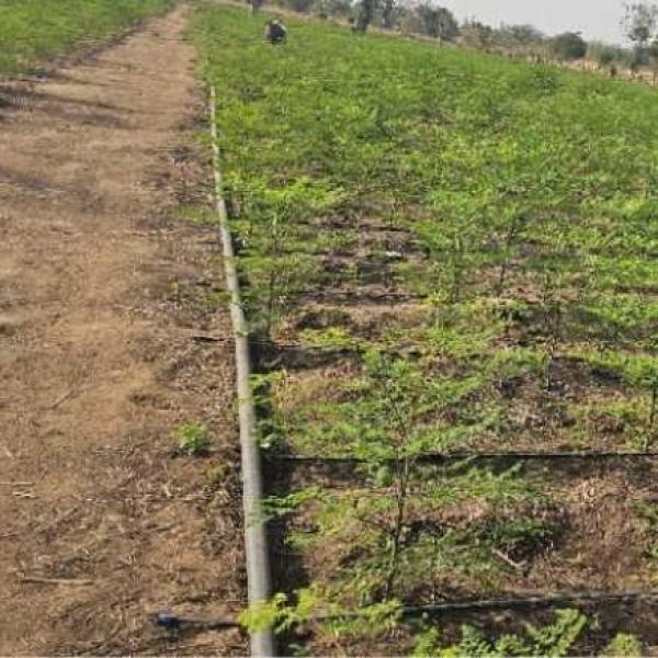  Producteur Vend Poudre Feuilles Séchées De - épices aromates producteur &eacute;tabli au mali (kayes) propose feuilles s&eacute;ch&eacute;es et poudre de moringa de haute qualit&eacute; s&eacute;ch&eacute;es sous serre tri&eacute;es manuellement et emball&eacute;es professionnellement. quantit&eacute;s disponibles toute l’ann&eacute;e gr&acirc;ce &agrave;
