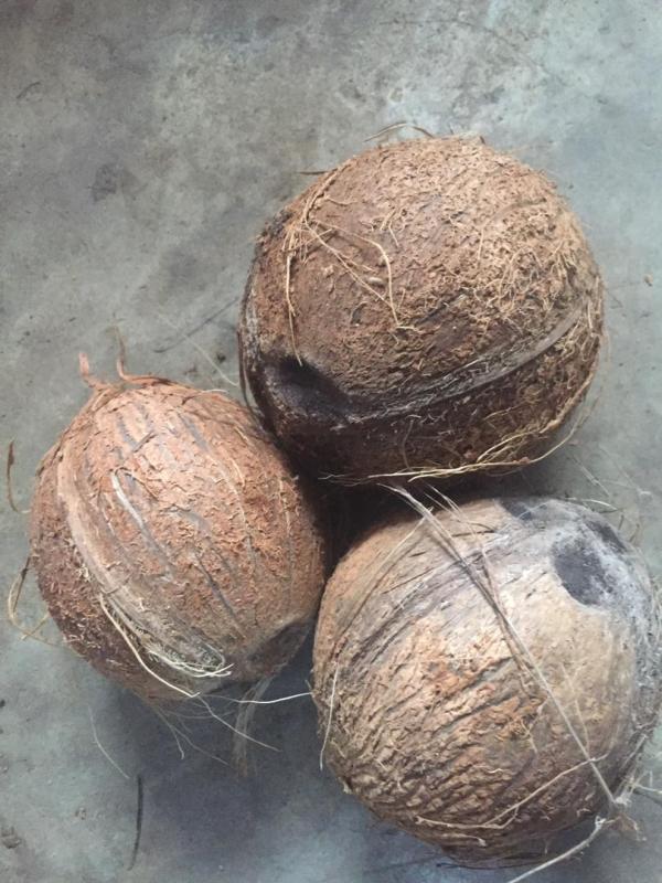  Vente De Noix De Coco - fruits et légumes  nous sommes une entreprise de collecte et de vente de pruit agricole issus de la c&ocirc;te d’ivoire ( noix de coco). cherchons clients s&eacute;rieux dans tout le monde . 