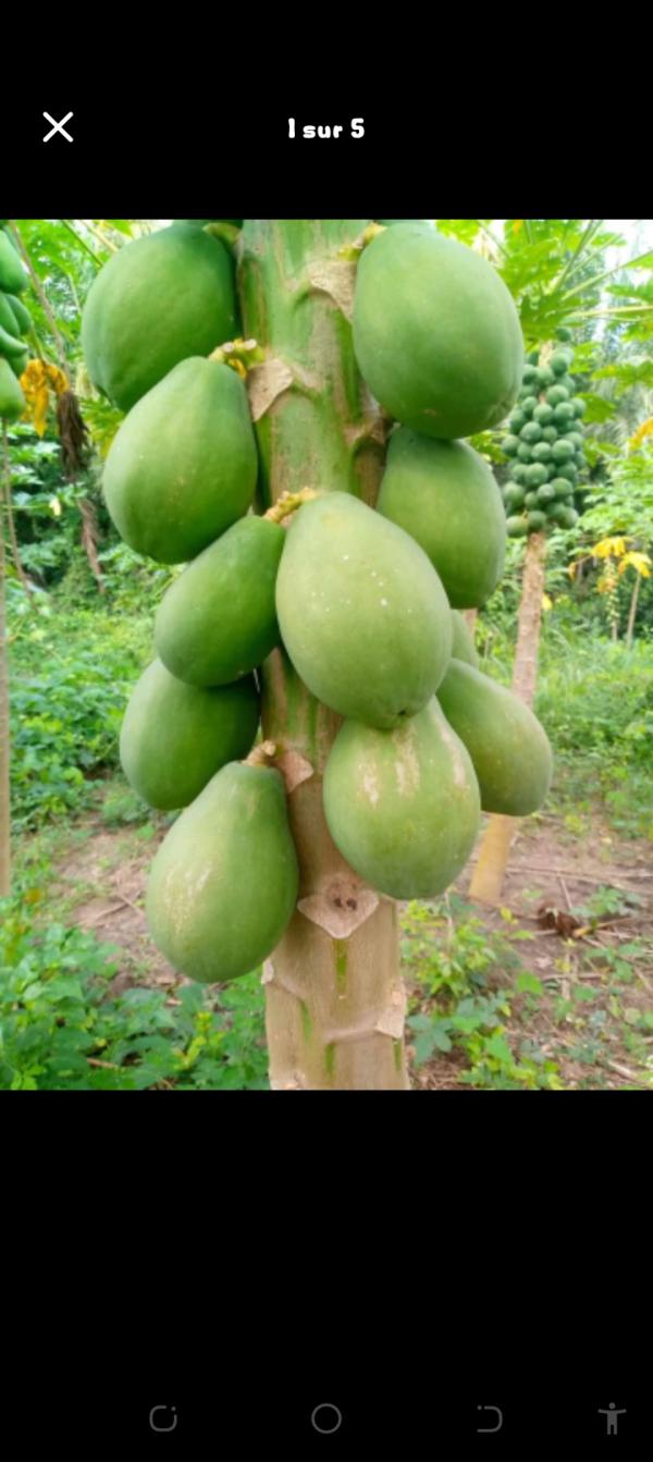  De La Papaye Solo Et Ronde De Qualité - fruits et légumes les fruits et les l&eacute;gumes sont con&ccedil;us dans des conditions d'hygi&egrave;ne appropri&eacute;es et de mani&egrave;re naturelle. ils sont comestible directement ou apr&egrave;s transformation.