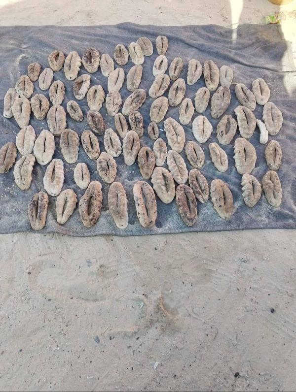 Fruit De Mer - coquillage crustacé nous vous proposons une grande quantit&eacute;s du fruits de la mer ( comcombre langoustes crapes et) et des differents especes des poissons . pour plus d’information veuillez nous contacter merci