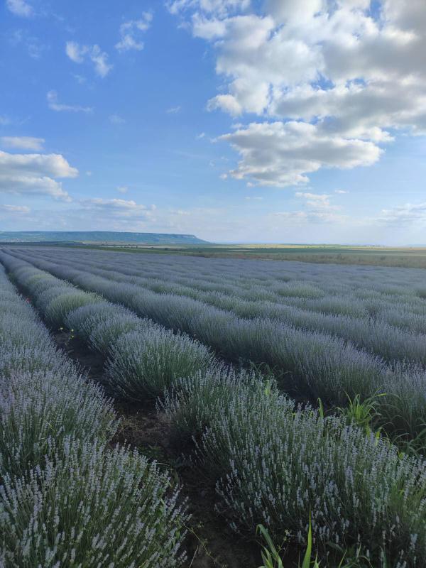  Lavender Oil From Bulgaria - olis we have a small family business in bulgaria and we have around 200 kg of high quality lavender oil. the price is 30 euro per kg. we`ll be happy to send samples of the oil in advance.