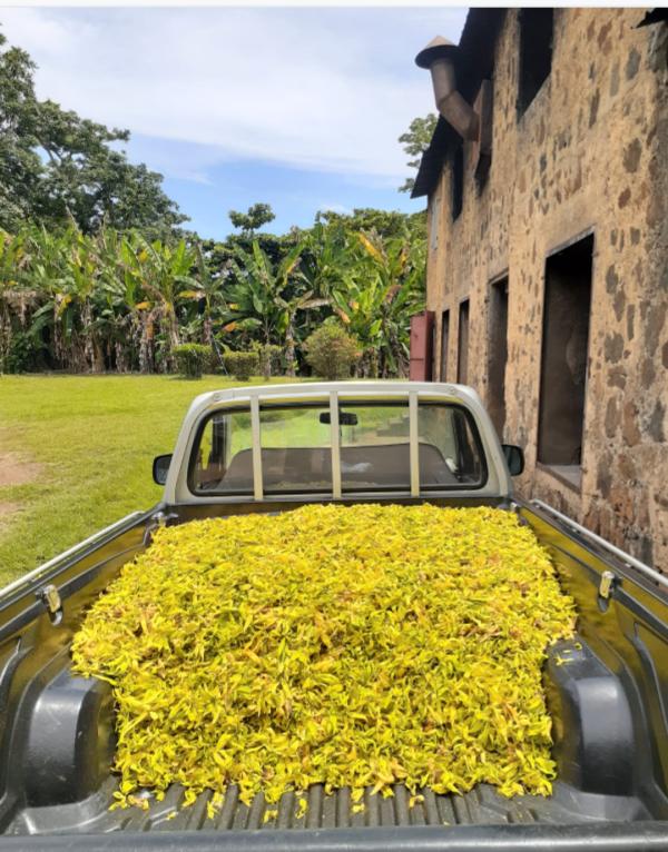  Ylang Ylang Oil - vegetable matter hello everyone. we sell ylang ylang oil from our own production in madagascar. ylang ylang oil has many beneficial properties and it is notably the base of all perfumes including chanel no. 5. for more information please feel free to contact me. sincerely