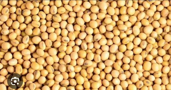  Acheteurs De Soja, Origine Bénin - fruits secs et graines grillées nous cherchons des acheteurs de soja origine b&eacute;nin nous pouvons fournir la quantit&eacute; de 200 tonnes ou plus. en cas de besoin veuillez nous contacter