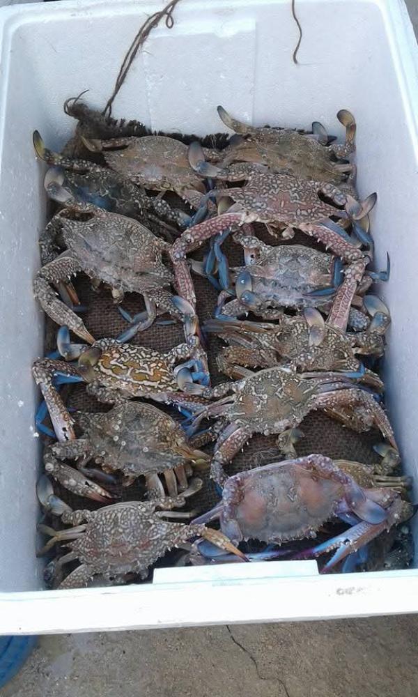  Le Crap Bleu Est Délicieux - poissons crap bleu a vendre de bon calit&eacute; quantit&eacute; illimit&eacute;e prix n&eacute;gociable bien venue tous le monde a notre pays tunisie nous sommes joignables tous le temp a nos clients .