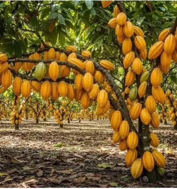  Fournisseurs De Produits Agricoles, Nous Vou - café cacao thé fournisseurs de produits agricoles,  nous vous attendons !* nous sommes une entreprise de n&eacute;goce bas&eacute;e &agrave; abidjan,  sp&eacute;cialis&eacute;e dans l'achat et la vente de produits agricoles de haute qualit&eacute;. on cherche des fournisseurs s&eacute;rieux pour des partenariats gag