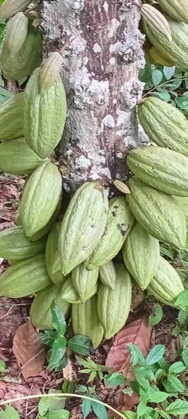  Besoin De Hevea Cacao Et Café - café cacao thé *approvisionnement en produits agricoles offre exceptionnelle !* nous recherchons des fournisseurs de produits agricoles de qualit&eacute; pour r&eacute;pondre &agrave; la demande croissante de nos clients. nous offrons des prix comp&eacute;titifs et des conditions de paiement flexibles pour les pro