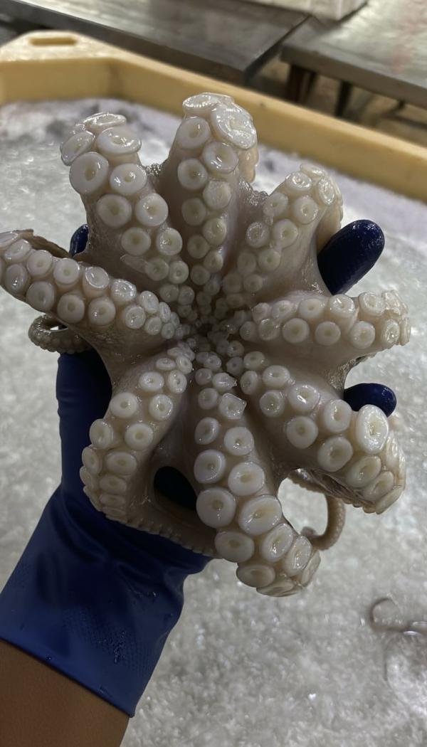  Fournisseur Céphalopodes - poissons nous sommes une soci&eacute;t&eacute; mauritanienne sp&eacute;cialis&eacute;e dans la production et l'exportation de c&eacute;phalopodes calamar seiche et poulpe. nous sommes en mesure d’adapter nos produits selon vos besoins sp&eacute;cifiques congel&eacute;s entiers nettoy&eacute;s 