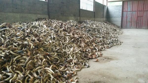  Vends Cornes - autres je suis vendeur de cornes et cornillons vache fran&ccedil;aise en vrac pour broyer artisanat ou autres projets cr&eacute;atifs. contacter moi pour plus d'infos !