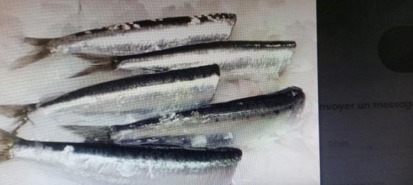  Sardines Congelés Au Maroc - poissons nous avons une unit&eacute; de pr&eacute;paration et cong&eacute;lation de la sardine marocaine et nous cherchons des clients et/ou des partenaires en europe .