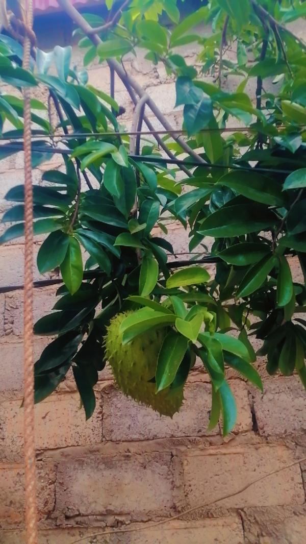  Vente De Semence De Corossol - semence graine plant j ai &agrave; ma disposition des semences de corossol ivoirien de tr&egrave;s bonne qualit&eacute; tr&egrave;s bon pour l'agriculture et pour d'autre projet 