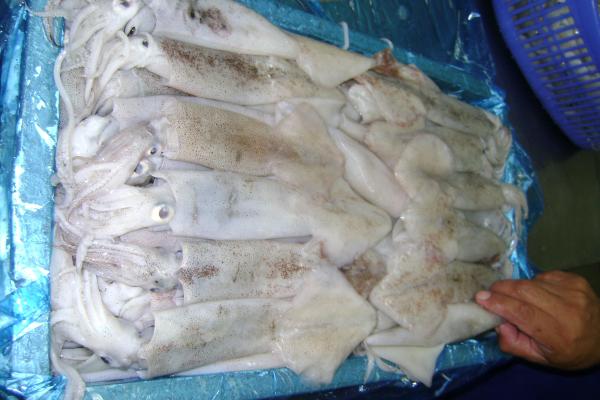  Offre Seiche (cuttle Fish) - poissons nous avons le plaisir d'offrir du seiche congele bord disponible a dakar ----1/cuttlefish o sepia offichinal--w/r cleaned--freezing bqf--300g/400g           --400g/500g           --500g/600g           --600g/700g           --700g/800g           --800g/900g           --900g/1000g        --1000/2000g 