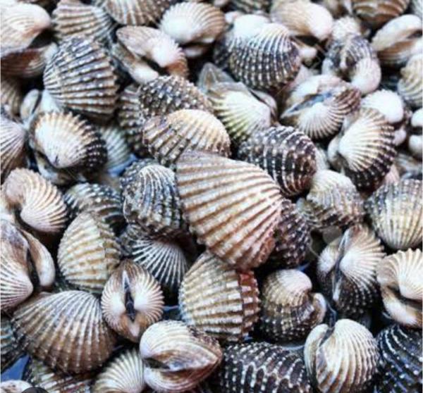  Vente De Coquillages Et Crustacés - coquillage crustacé  nous avons le plaisir de vous proposer une s&eacute;lection fra&icirc;che et de qualit&eacute; de coquillages et crustac&eacute;s directement issus de la mer. parmi notre gamme vous trouverez hu&icirc;tres moules palourdes bulots crevettes homards crabes tous nos produits sont rigoureusem