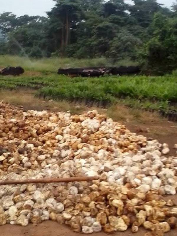  Besoin De Partenaires Financiers - café cacao thé 3000tonnes le mois un partenariat &agrave; long terme nous sommes une entreprise dans le domaine agricole bas&eacute;e en c&ocirc;t&eacute; d'ivoire. nous avons besoin de partenaires financi&egrave;rs pour usiner