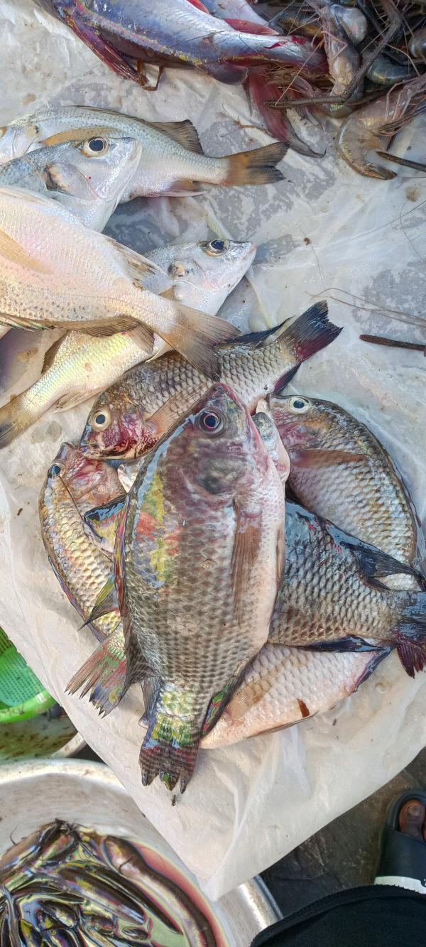  Vente En Gros - poissons vente de carpe d'&eacute;tang en gros et d&eacute;tail la livraison est gratuite en grande quantit&eacute; merci de me contacter pour plus de d&eacute;tails 