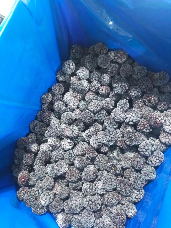  Fruits Rouge Surgelee Vendre - fruits et légumes  je vous annonces que les fruits rouges surgel&eacute;e marocaine est disponibles ( fraise framboise 90/10 blackberry) quantit&eacute;s disponibles 500t / mois des prix raisonnables mode de paiement 50% avance 50% a la charge 