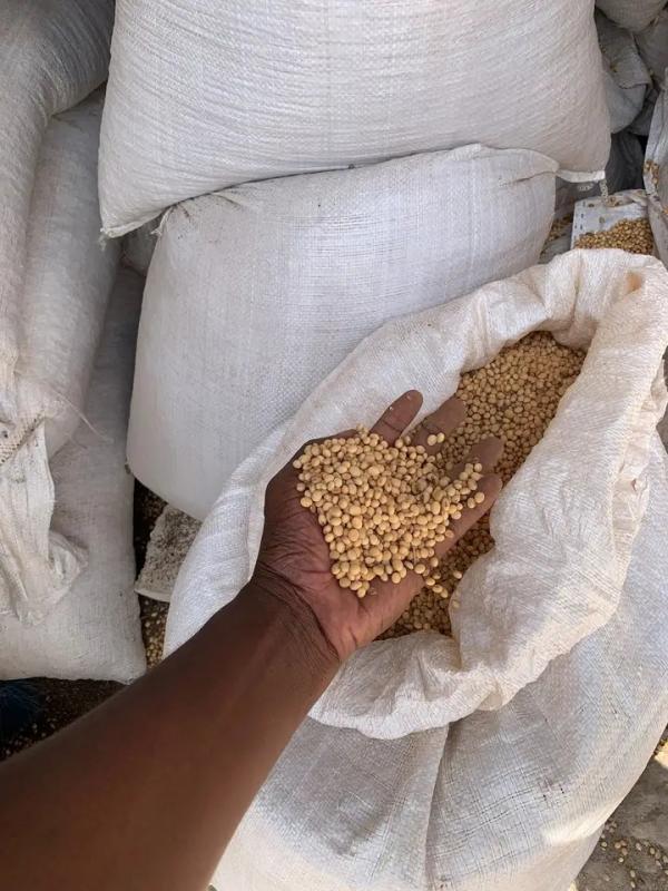  Graines De Soja - matiere vegetale  nous tenons &agrave; vous informer que nous disposons actuellement de graines de soja de tr&egrave;s bonne qualit&eacute; r&eacute;pondant aux standards internationaux pour l’exportation et la transformation. veuillez trouver ci dessous les sp&eacute;cifications ✔ type graines