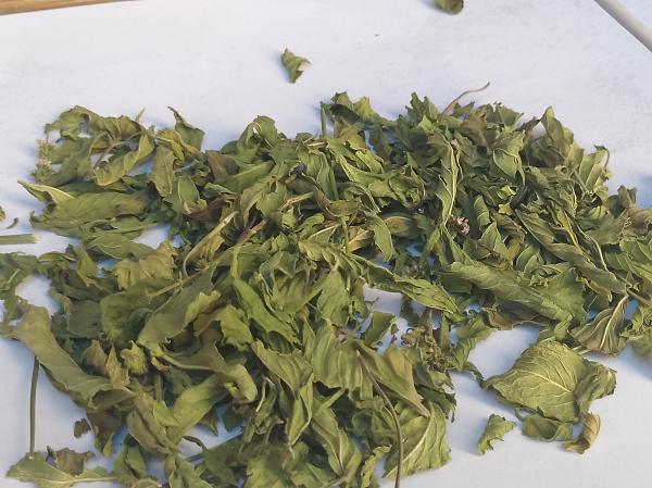  Premium Dried Mint (mentha Spicata) Export - épices aromates  nous sommes producteurs en alg&eacute;rie sp&eacute;cialis&eacute;s dans l’ombre de haute qualit&eacute;. notre menthe est s&eacute;ch&eacute;e naturellement au soleil (ou &agrave; l'ombre) garantissant une couleur verte intense . un ar&ocirc;me tr&egrave;s fort et riche en hu